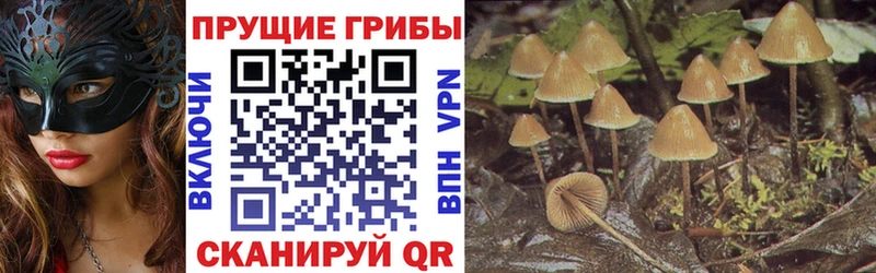 Галлюциногенные грибы GOLDEN TEACHER  Купить закладки  Асбест 